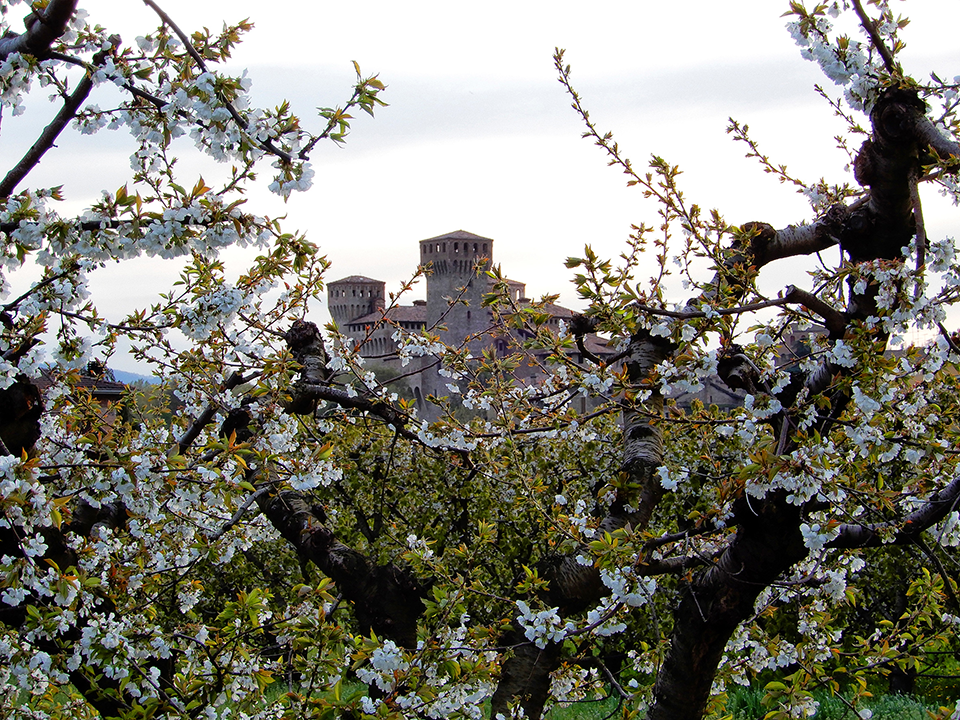 Festa dei Ciliegi in Fiore